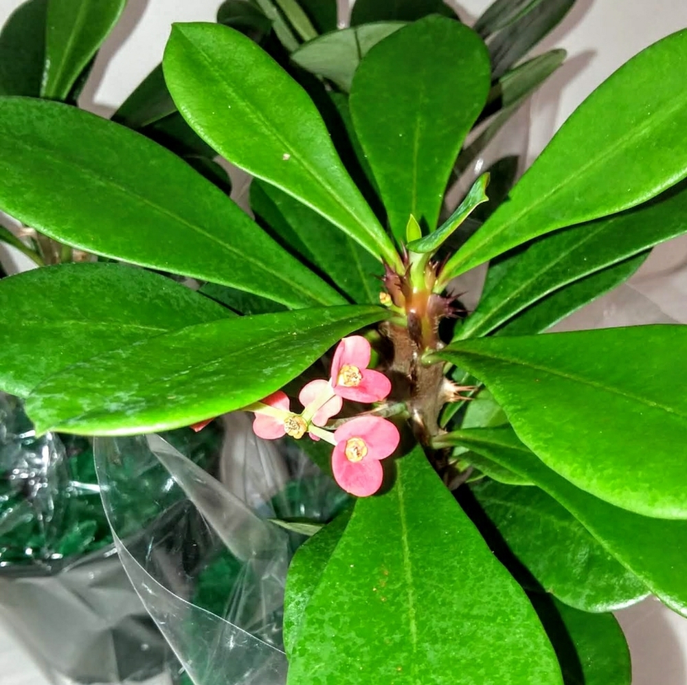 A pink Euphorbia  Live Plant in a four inch pot